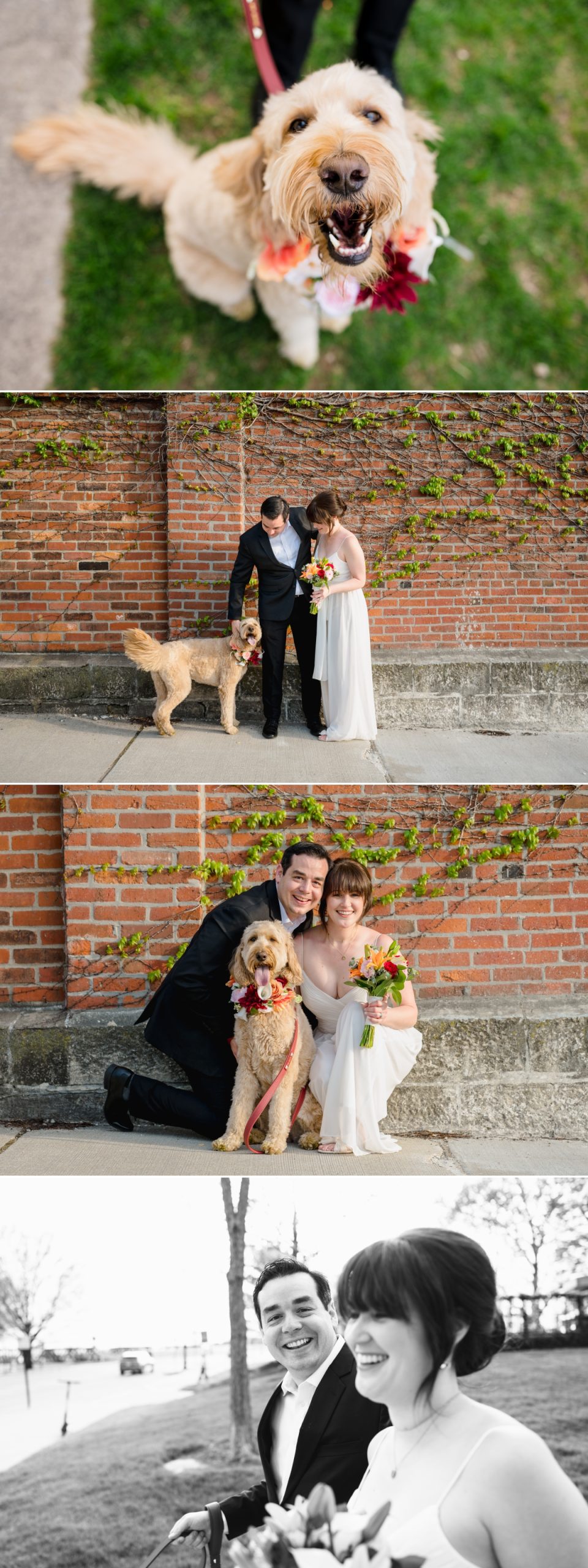 elopement with a dog